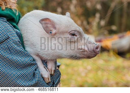 The Girl In Her Arms Holds A White Mini-pig