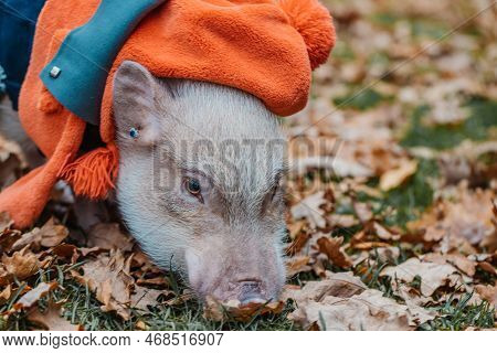 White Mini Pig In A Smart Suit Posing On An Autumn Background