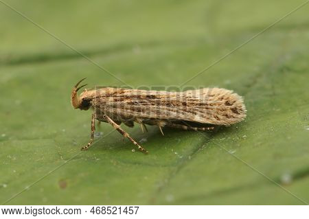 Natural Closeup On A Small Brown Gelechiid Plant Parasite Micro Moth, Aroga Velocella Sitting On A G