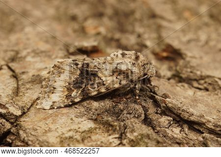 Detailed Closeup On The Broad-barred White Owlet Moth, Hecatera Bicolorata Sitting On Wood