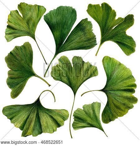 Gingko Biloba Plant Leaves Watercolor Realistic Illustration. Botanical Art Painting. Can Be Used Fo