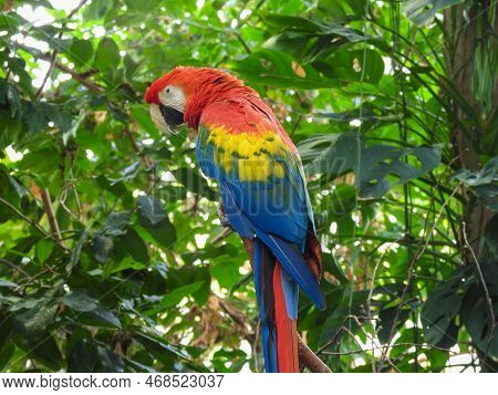 Colorful Macaw At The Biodome In Montreal, Canada