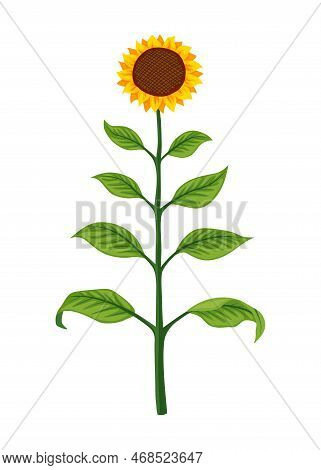 Sunflower Growth Stage, Mature Plant. Agriculture Plant Development. Harvest Animation Progression P