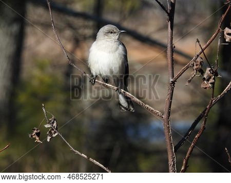 A Northern Mockingbird Perched On A Branch In The Blackwater National Wildlife Refuge, Dorchester Co