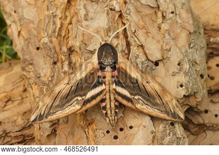 Detailed Closeup On The Large And Huge European Privet Hawk-moth Sphinx Ligustri Sitting With Spread
