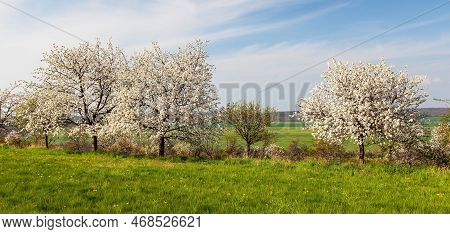 Flowering Cherry Trees In Latin Prunus Cerasus With Beautiful Sky. White Colored Flowering Cherrytre