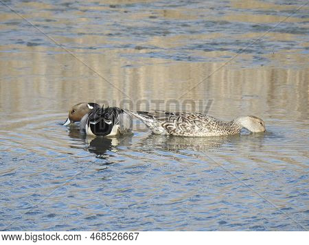 A Pair Of Northern Pintail Ducks Foraging For Aquatic Foods, In The Waters Of The Edwin B Forsythe N