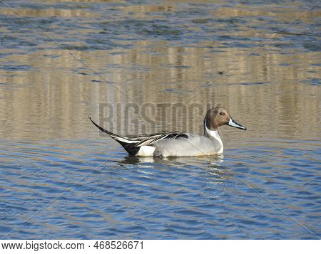 A Male, Northern Pintail Duck Swimming In The Waters Of The Edwin B Forsythe National Wildlife Refug