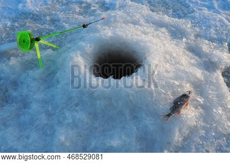 Frozen Small Perch On Snow And Ice. Catch Caught During Winter Fishing. River Perch Or Common Perch 