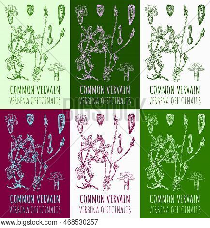 Set Of Vector Drawings Common Vervain In Different Colors. Hand Drawn Illustration. Latin Name Verbe