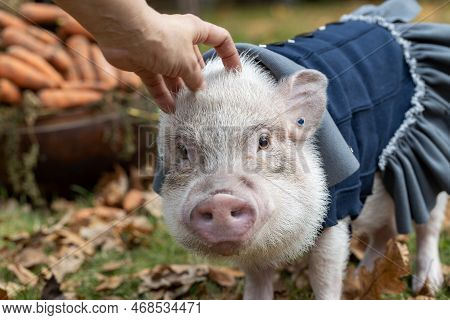 A White Mini Pig Sits In A Wicker Basket. Autumn Photo
