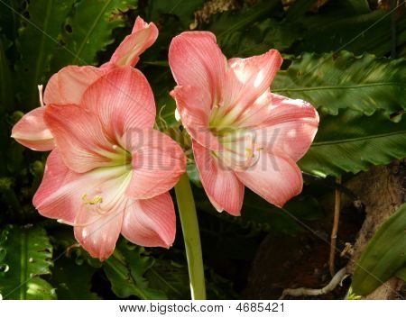 Amaryllis (hippeastrum) 