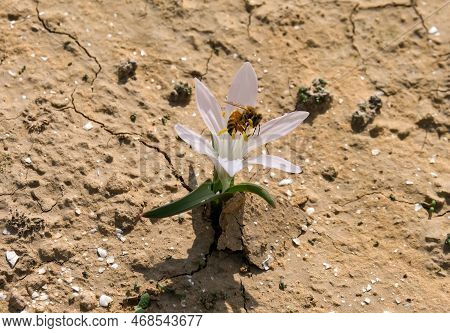 A Bee Collects Pollen From A Colchicium Flower (lat. - Colchicum Ritchii) In The In The Winter In Th