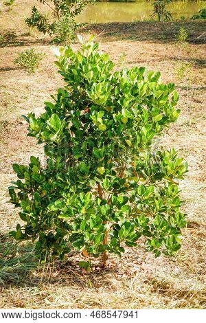 Jackfruit Tree In Orchard.jackfruit Tree Plant In The Garden Farm