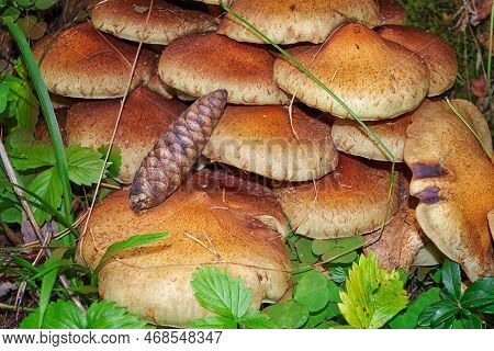 Mushrooms Pholiota Aurivella. Autumn Honey Mushrooms. Edible Mushrooms On A Tree Trunk In The Autumn