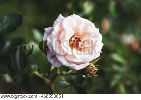 Pink Rose In Autumn Garden, Absent Friends Floribunda Rose By Dickson, Ireland