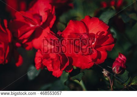 Red Orange Climbing Roses Orange Flare By Kordes Blooming In The Sunny Garden