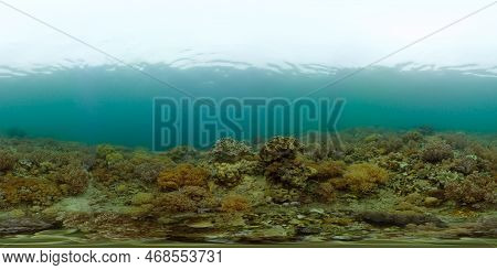 Reef Coral Tropical Garden. Tropical Underwater Sea Fish. Colourful Tropical Coral Reef. Philippines