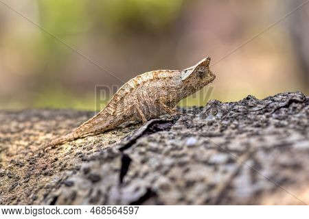 Small Brown Leaf Chameleon (brookesia Superciliaris), Small Lizard Chameleon Imitating The Brown Lea