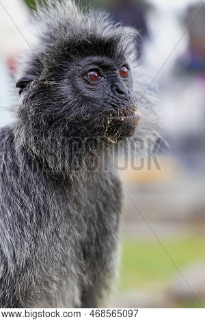 Silvery Langur Monkey With Big Brown Eyes On Bukit Melawati Or Melawati Hill, Malaysia Near Kuala Se
