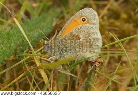 Natural Closeup On The Small Heat Butterfly, Coenonympha Pamphilus, Sitting In The Grass