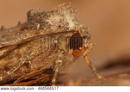 Detailed Closeup On The Common Rustic Moth, Mesapamea Secalis Sitting On A Piece Of Wood