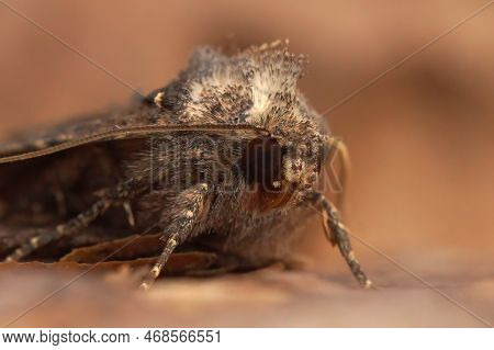 Detailed Closeup On The Head Of A Common Rustic Moth, Mesapamea Secalis Sitting On A Piece Of Wood