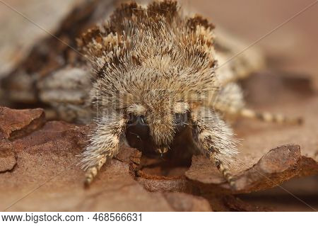Detailed Facial Closeup On The Hairy Nut-tree Tussock Owlet Moth, Colocasia Coryli Sitting On Wood