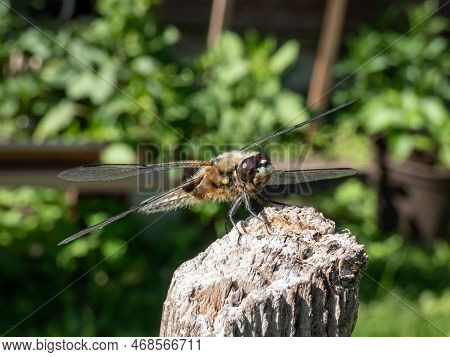 Macro Shot Of A Dragonfly The Skimmer Or Percher (libellulidae) In A Garden In Summer
