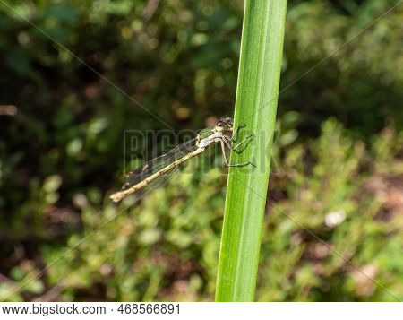 Macro Shot Of The Young Male Of The Emerald Spreadwing, Scarce Emerald Damselfly Or Robust Spreadwin