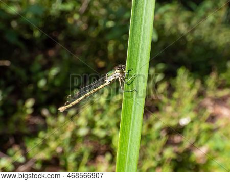 Macro Shot Of The Young Male Of The Emerald Spreadwing, Scarce Emerald Damselfly Or Robust Spreadwin
