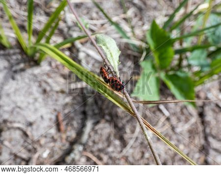 Close-up Shot Of Two Adult Scarlet Shieldbug (eurydema Dominulus) Pair Mating On A Plant Stem In Ear