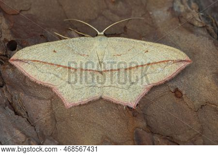 Detailed Closeup On The Blood Vein Moth, Timandra Comae, With Spread Wings On Wood