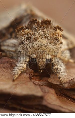 Detailed Facial Closeup On The Hairy Nut-tree Tussock Owlet Moth, Colocasia Coryli Sitting On Wood