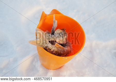 Several Frozen Small Groupers In A Plastic Orange Bowl On The Snowy Ice Cover Of The Lake. Catch Of 