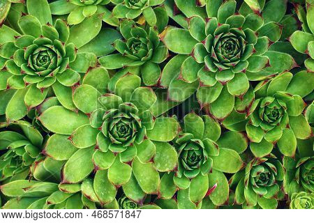 Common Houseleek Or Sempervivum Tectorum Is Also Known As Homewort Or Healing Blade, Top View
