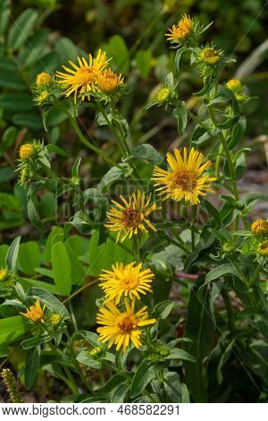 In The Summer, The Wild Medicinal Plant Inula Blooms In The Wild.
