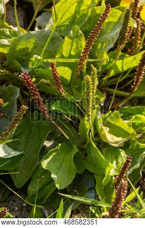 Plantain Flowering Plant On Sandy Soil. Plantago Major Broadleaf Plantain, White Man's Foot Or Great
