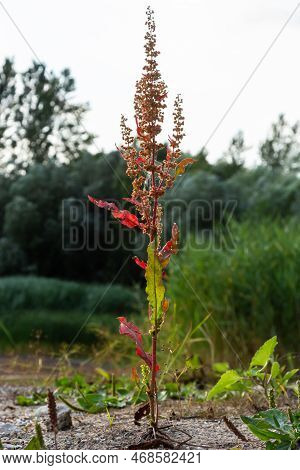 Part Of A Sorrel Bush Rumex Confertus Growing In The Wild With Dry Seeds On The Stem.