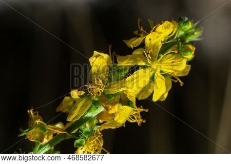 Agrimonia, Eupatoria, Is An Important Medicinal Plant With Yellow Flowers. It Is A Beautiful Perenni