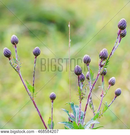 Garden Weed Serratula Coronata On A Natural Background. Selective Focus