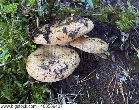 Niscalos Lactarius Deliciosus Between The Aciculas And The Moss Of The Forest