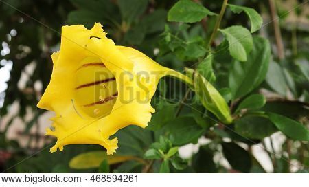 Yellow Thorn Apple Flower. Pollen In A Thorn Apple Blossom (datura Metel L.), Apple Of Peru, Hindu D