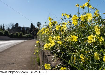 Close-up Of Wild Plants Called Vinaigrettes, Oxalis Pes-caprae, With Yellow Flowers, On A Country Ro