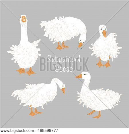 Cute Sebastopol Goose Set. Cartoon Vector Collection Isolated On Grey Background.