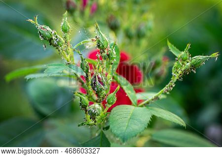 Aphids On Rose Buds. Spider Mites. Pest Control. Diseases Of Roses. Tetranychidae, Aphidoidea, Macro