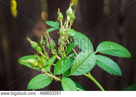 Aphids On Rose Buds. Spider Mites. Pest Control. Diseases Of Roses. Tetranychidae, Aphidoidea, Macro