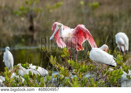 Roseate Spoonbill Bird, A Species Of Ibises, At The Merritt Island National Wildlife Refuge In Flori