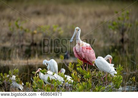 Roseate Spoonbill Bird, A Species Of Ibises, At The Merritt Island National Wildlife Refuge In Flori