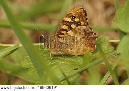 Natural Closeup On The Brown Speckled Wood Butterfly, Pararge Aegeria , Sitting On A Green Leaf With